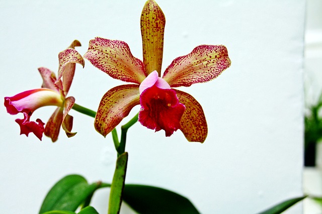 Barevná orchidej