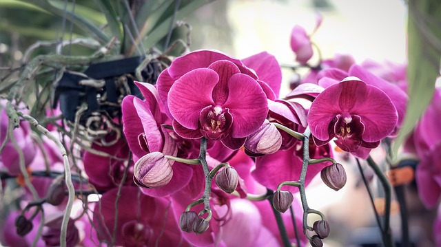 Fialová orchidej